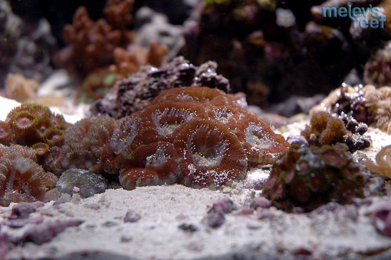red_acans_1118.jpg