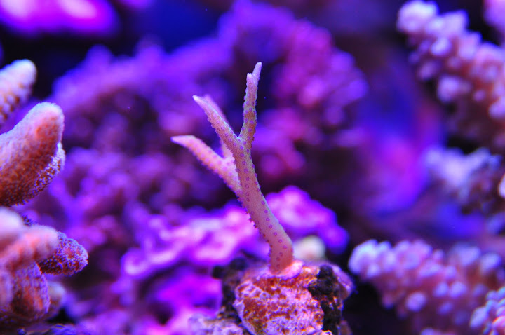 DSC_0860.JPG