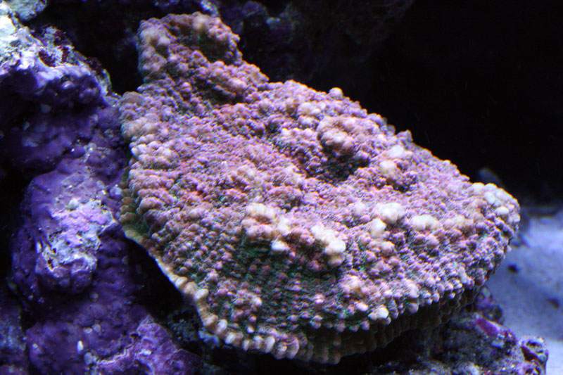 fish-113.jpg