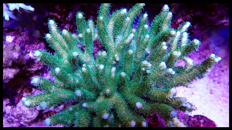 3C5iYMlFALIlp0dKjUZnr44Cb_w8kG1T6XsnKlutygU=w983-h553-no