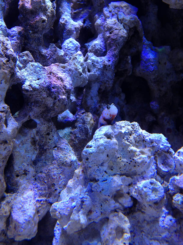 Reef_042514_077.jpg