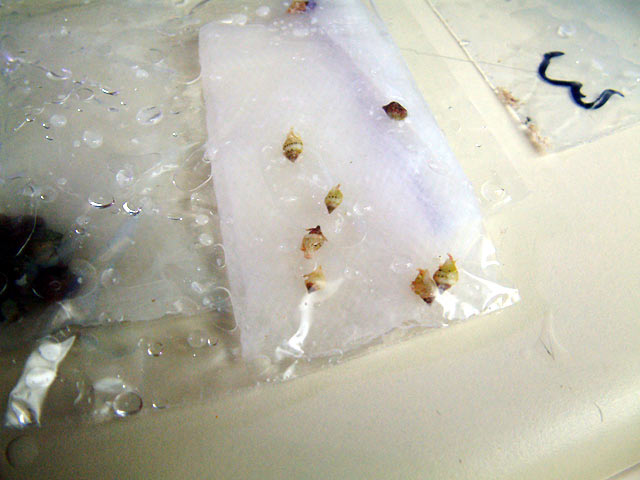 snails_in_bag2.jpg
