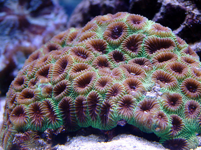 mike_moon_coral.jpg
