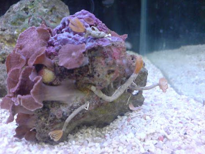 mushroom+coral+2.JPG
