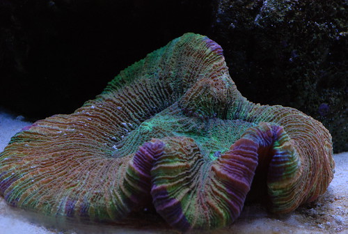 2509814183_fb06a0fd39.jpg