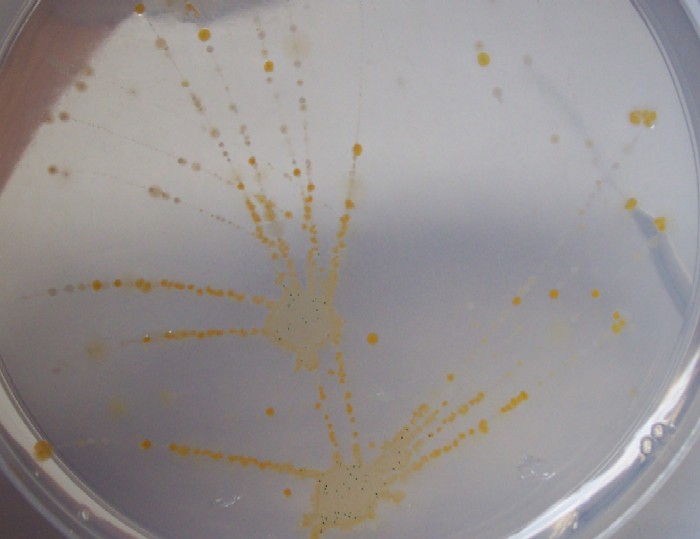 2005-10-27_143531_algaeplate.jpg