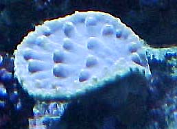 limitedreniformis_frag.JPG