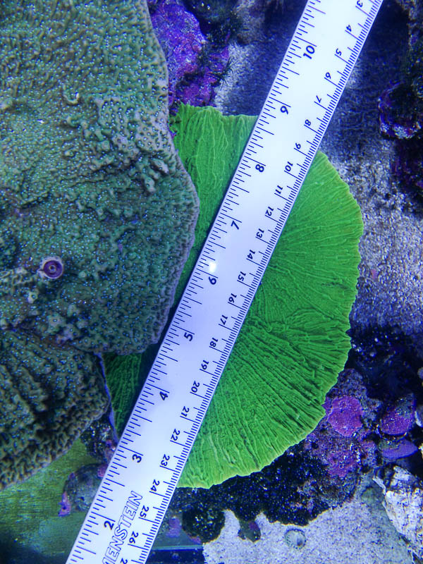 Reef_080713_008.jpg