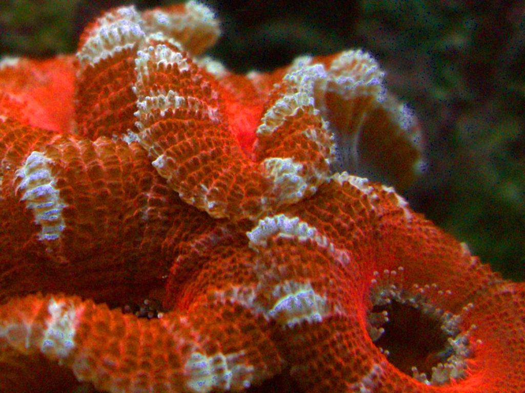 166153redlord01.jpg