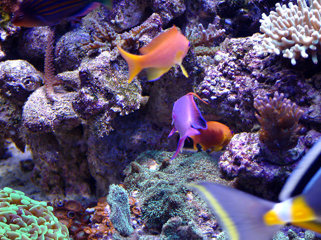 anthias13.jpg