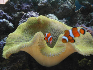 yellow%20green%20anemone%20wwm.JPG