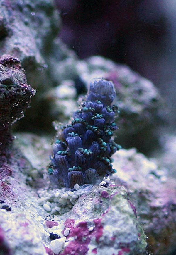 teal_082095.jpg