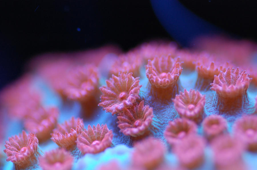 Cyphastrea_Macro_by_Logzor.jpg
