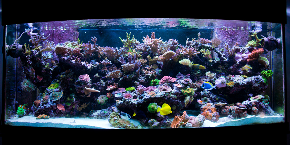 full-tank-shot-as-of-6-22-13_zps13c4e8fc.jpg