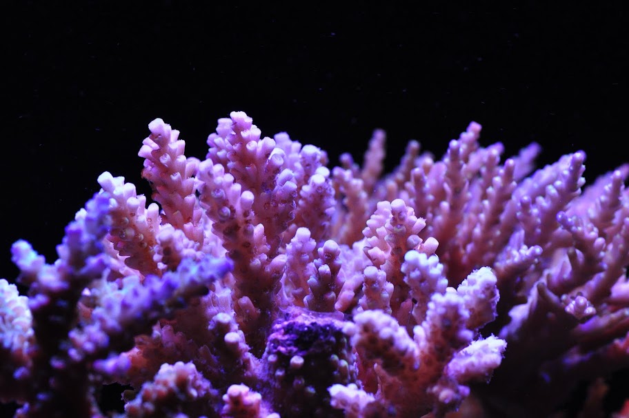 DSC_3105.JPG