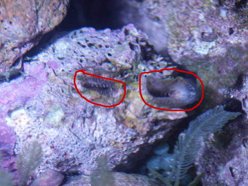 unknown_feeders_id_2.jpg