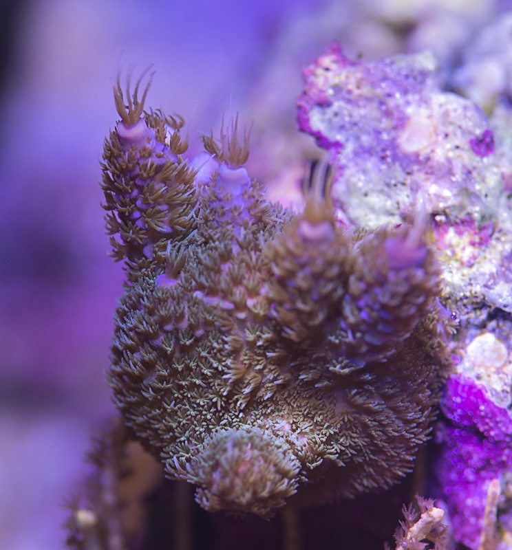 crc_purple_acro_021417.jpg