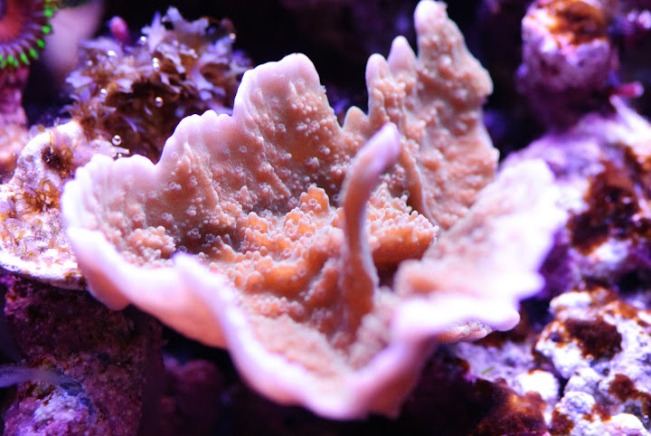 DSC_2763.JPG