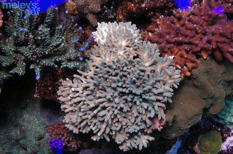 td_granulosa_1128.jpg