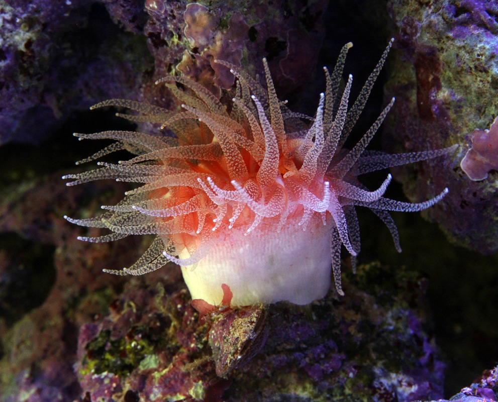 balano170617_orig.jpg
