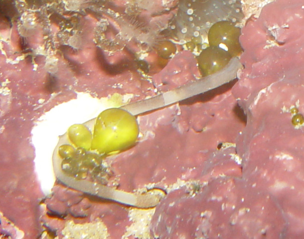DSC04609_Peanut_worm-vi.jpg