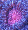 limited_pinkpurplepillowfavia_tiny.jpg