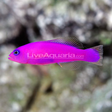 p-72524-purple-dottyback.jpg
