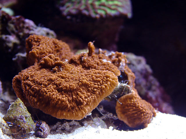 mcap_0730.jpg