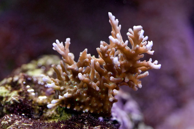 Austrailian-Delicate-10-06.jpg