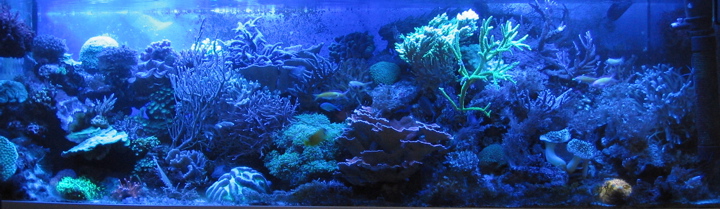 old_tank_blue.jpg