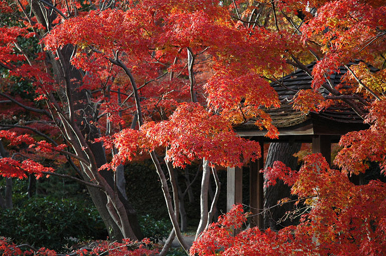leaves_with_shack.jpg