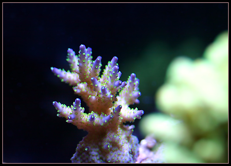 593_pretty_acro.jpg
