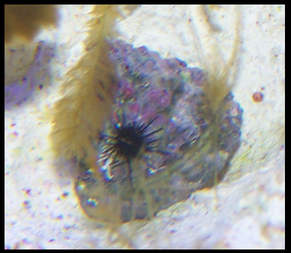 babydiadema.jpg