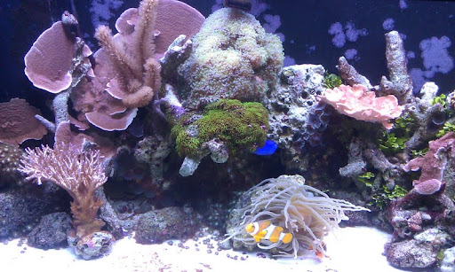 Tank%2525202.jpg
