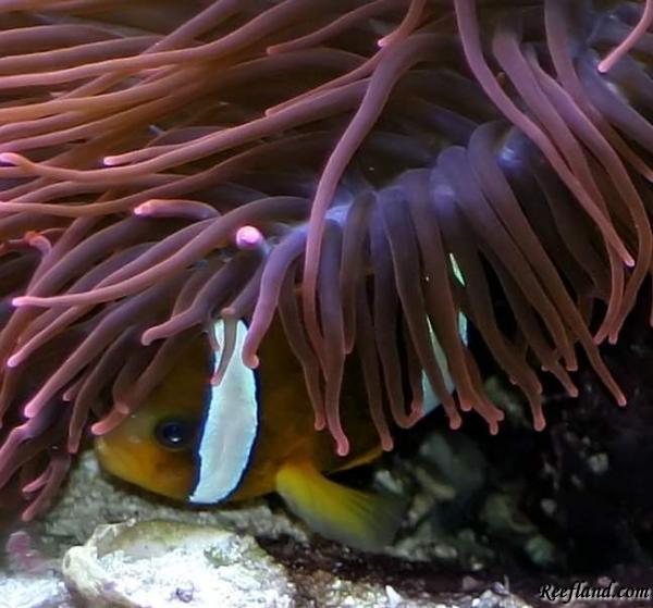 A.clarkii_playing_peekaboo.JPG