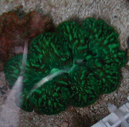 clam_top.jpg