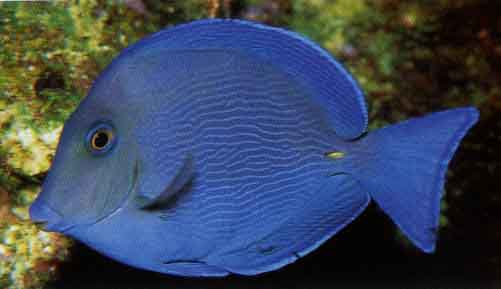 atlantic_blue_tang.jpg