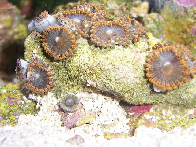 zoa2.JPG