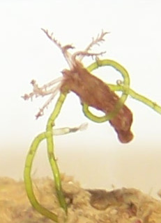 600_worm.JPG