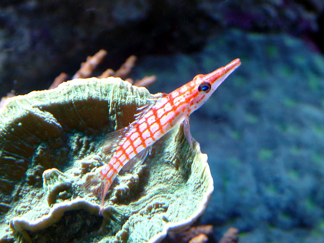 longnose_hawkfish.jpg