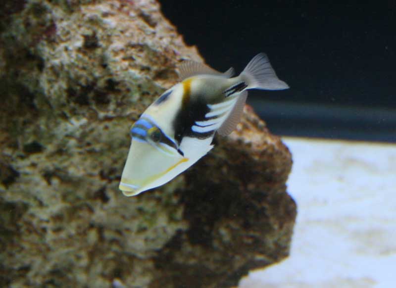 fish3.jpg