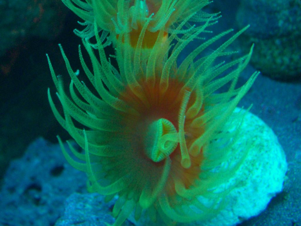 166153Dendro_sp01.jpg