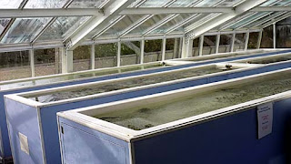 Greenhouse.jpg