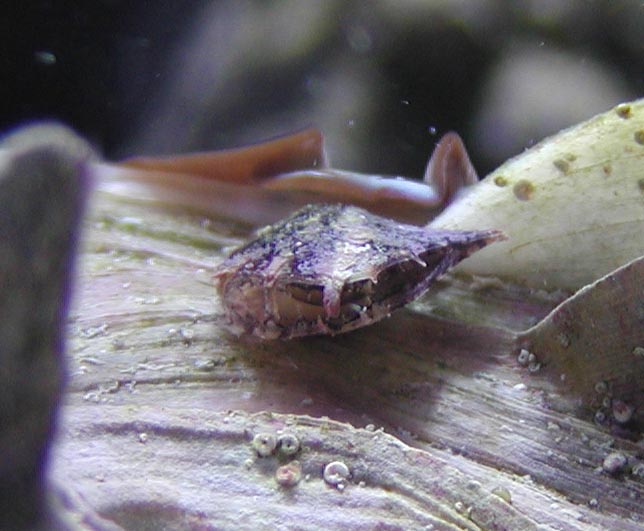 clam1.jpg