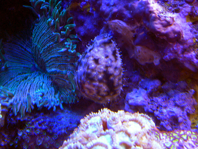 cowrie_0415.jpg
