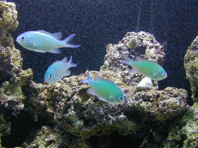 chromis.jpg