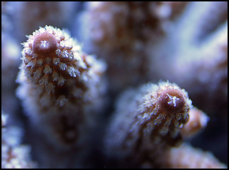 619_acro.jpg