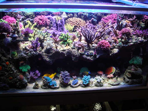 3772510379_03c01cb153.jpg