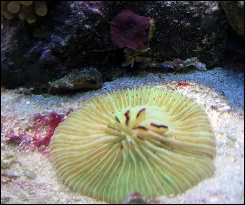 greenfungia.jpg