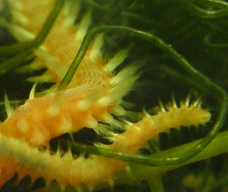 DSC02602Bristleworm2-vi.jpg